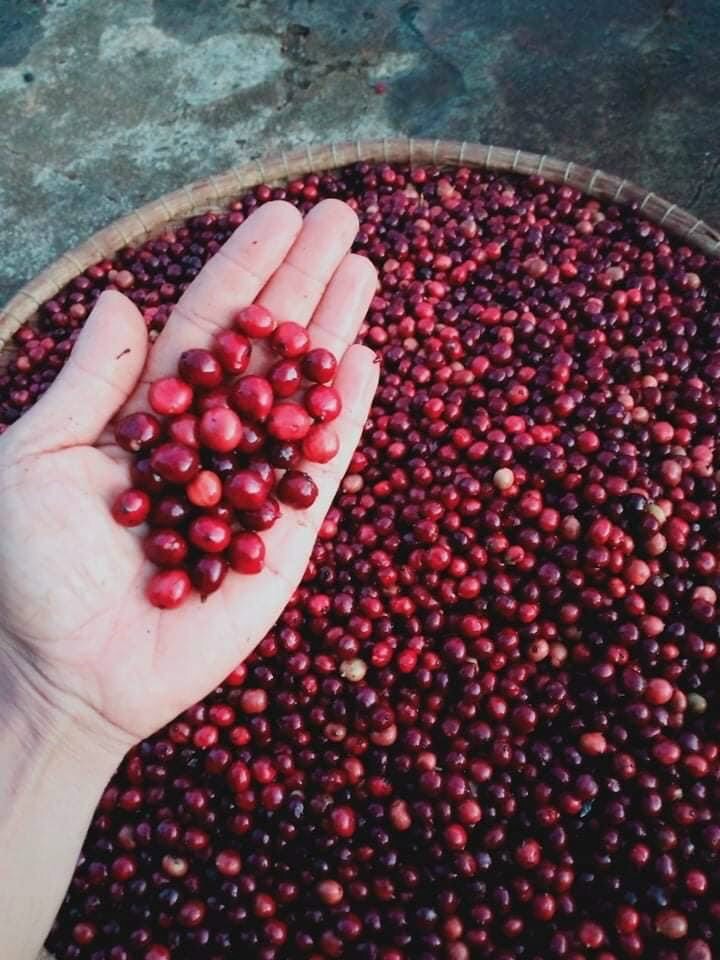 Cà phê bột nguyên chất - Cà phê rang xay nguyên chất - (Dak Lak) 500g