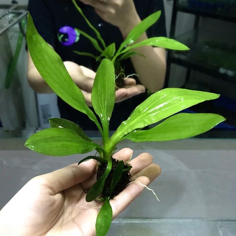 Cây thuỷ sinh Thanh Đản - dễ trồng không cần co2