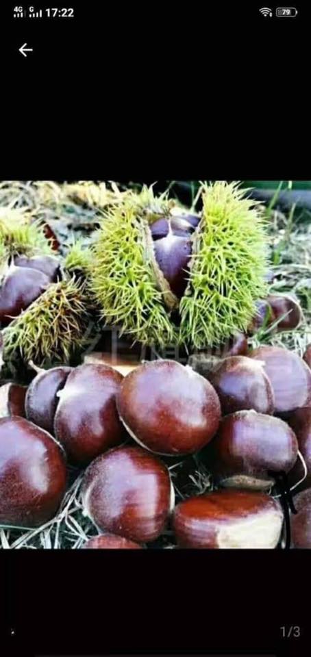 Hạt dẻ Trung Khánh