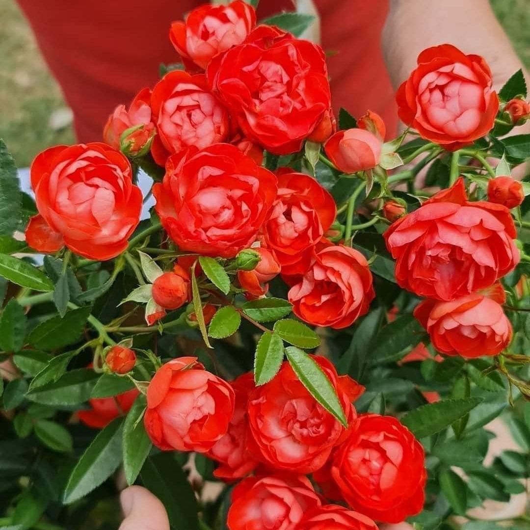 Hoa hồng bụi trứng cam (Hồng trứng margo koster) - say hoa