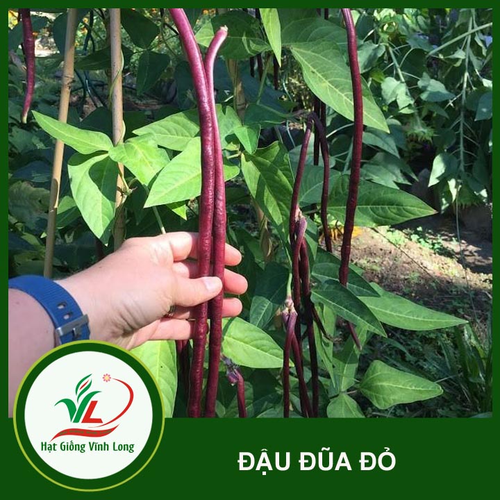 Hạt giống Đậu đũa tím RD 755 - 10g