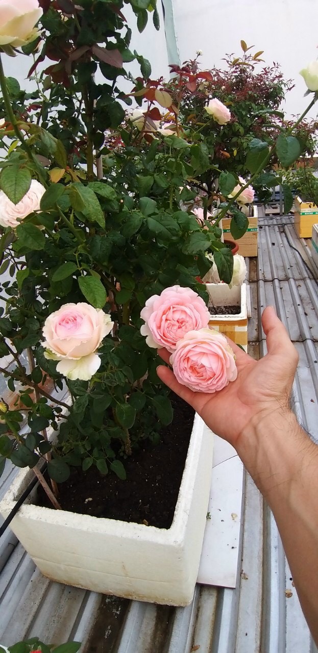 Phân bón Đạm Cá Hồi Can 5 lít