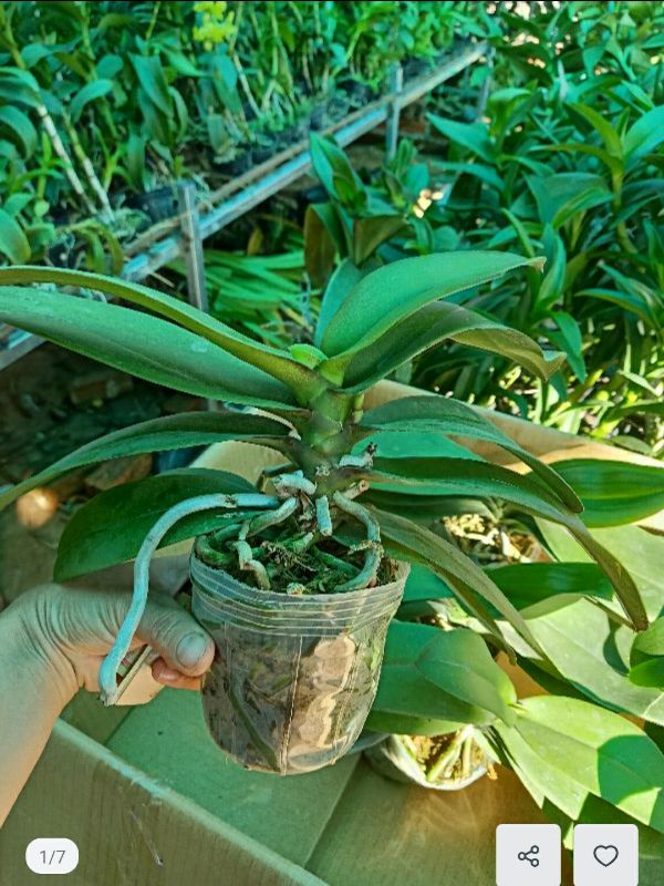 COMBO 03 CÂY GIỐNG LAN HỒ ĐIỆP
