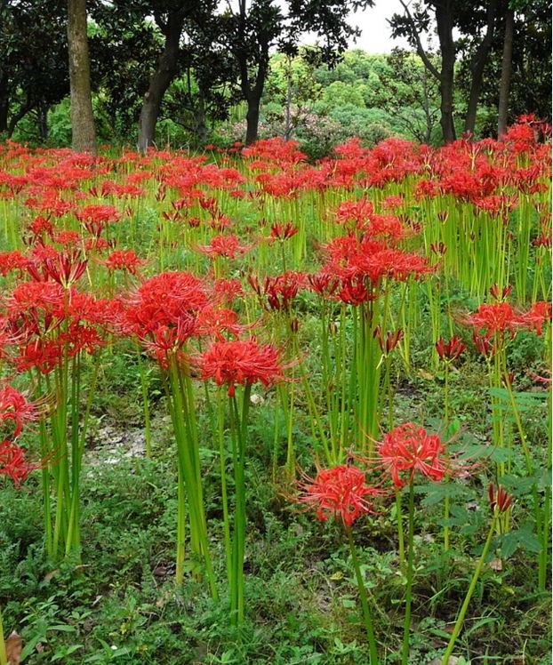 Củ giống hoa bỉ ngạn hoa màu đỏ ( 1 củ kèm viên nén ươm củ )  - VTNN2