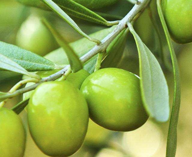 DẦU OLIVE EXTRA VIRGIN 500ML