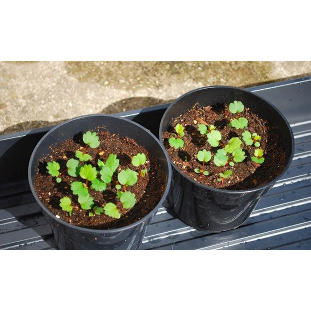 Hạt Giống Dâu Tây Đen - 50 Hạt