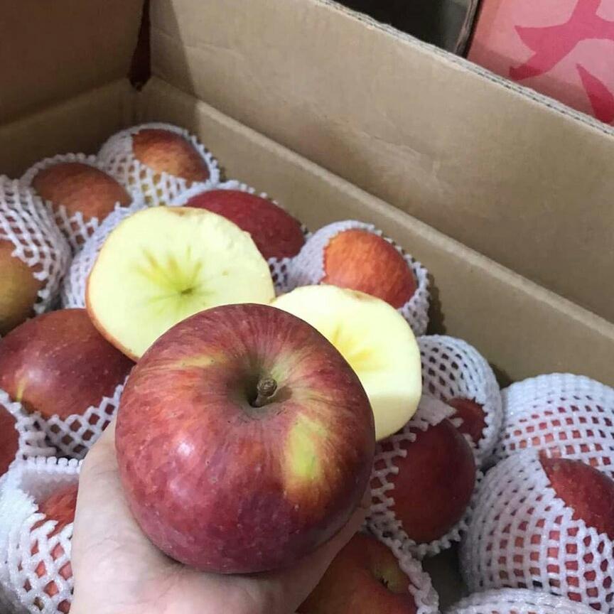 500g trà quận lá sen vo viên sấy lạnh