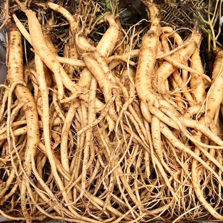 Sâm Dây Ngọc Linh 01KG lz3