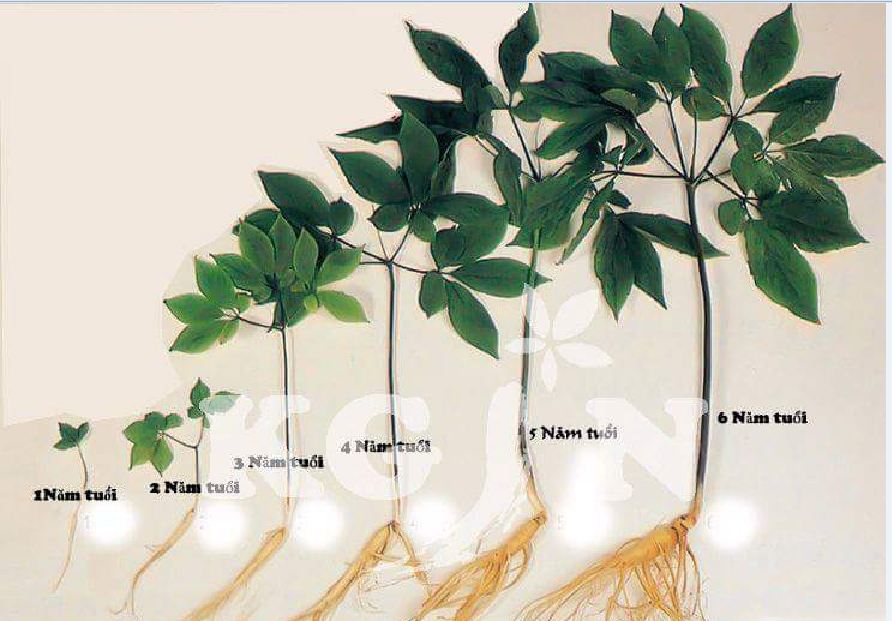 "Gói 5 "Hạt giống nhân sâm hàn quốc [Seeds]