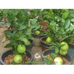 sản phẩm ỔI NỮ HOÀNG cây sẵn hoa và quả