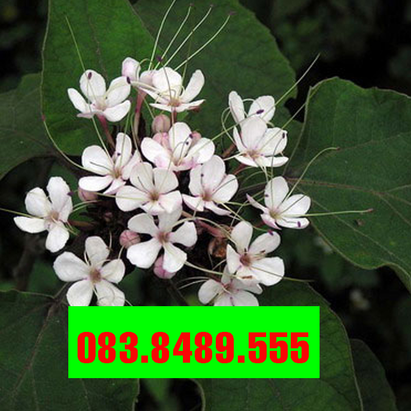 Bạch đồng nữ khô (mò hoa trắng) 1KG - DV390