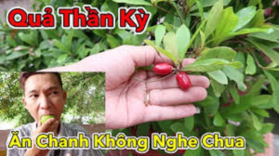 Cây giống Cây thần kỳ - đại ca đánh lừa vị giác thực khách - chuẩn hàng F1