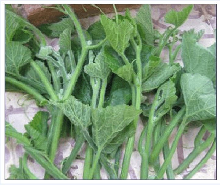 Hạt giống bi ngọn ( bí siêu đọt ) CT06- Gói 5gram