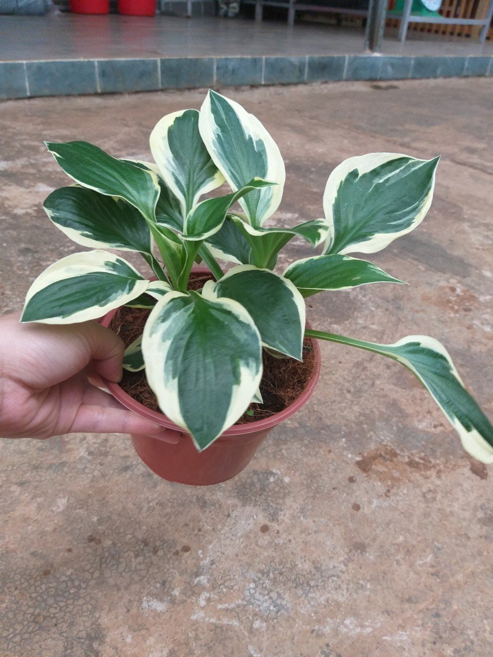 Thiên niên kiện- hosta