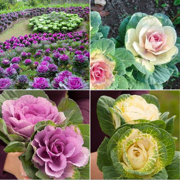 Bộ 3 gói hạt giống hoa bắp cải  hoa hồng