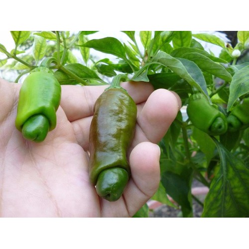 hạt giống Ớt cu tý