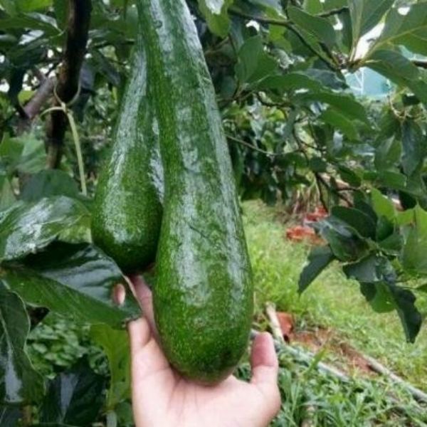 Cây bơ 034 giống