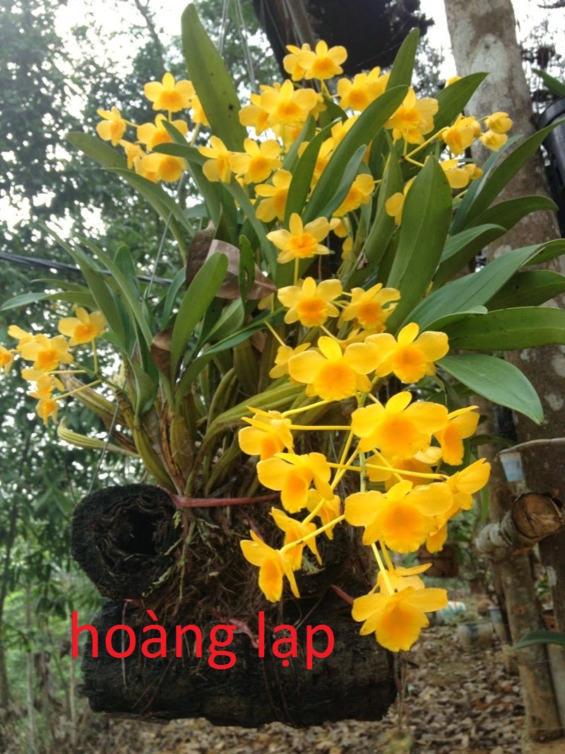 lan rừng 0,5kg hoàng lạp(hàng đa thân xuống lá)