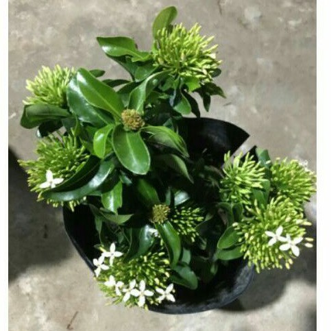 Cây trang trắng lá nhỏ