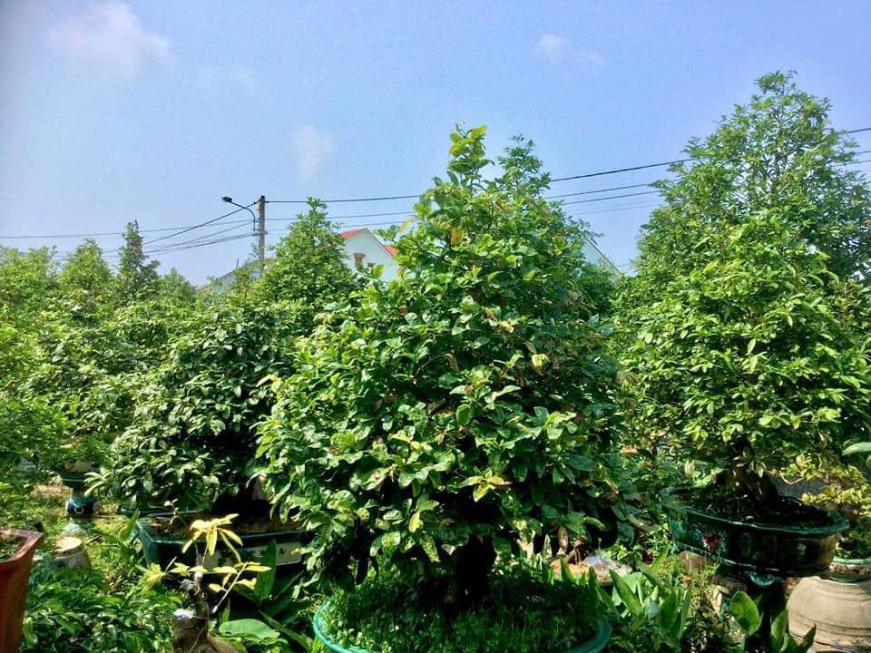 PHÂN BÓN VỌT ĐỌT RA RỄ