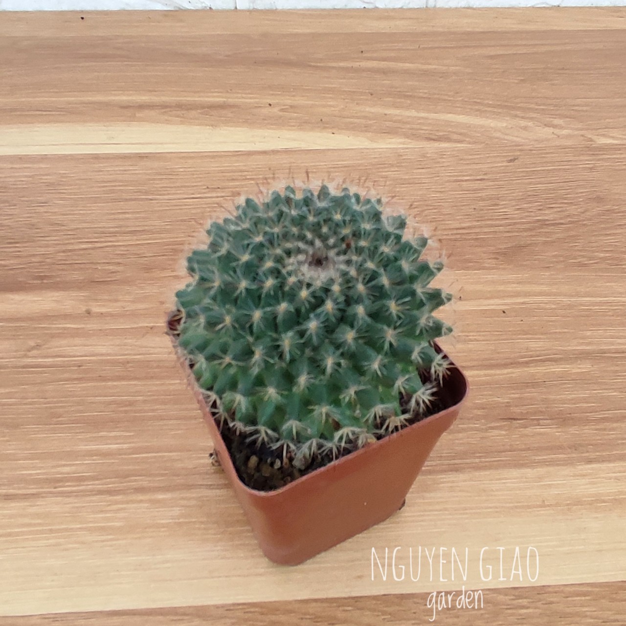 Cây xương rồng bánh sinh nhật mini