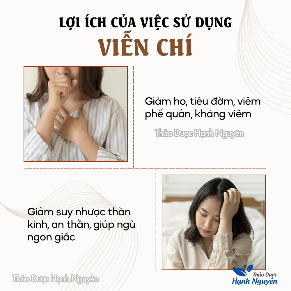Viễn chí 100g (Viễn trí hàng loại 1, khô, thơm, đã rút lõi) – Thảo dược hạnh nguyên