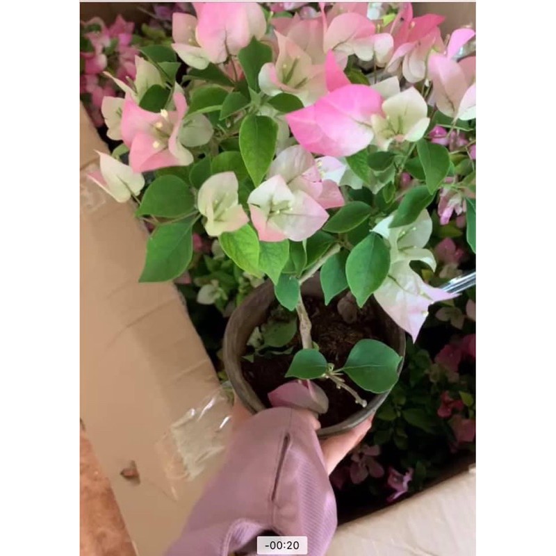 (Giảm giá 8/3) HOA GIẤY PHỚT HỒNG CÂY SẴN HOA ( cây gửi như ảnh)
