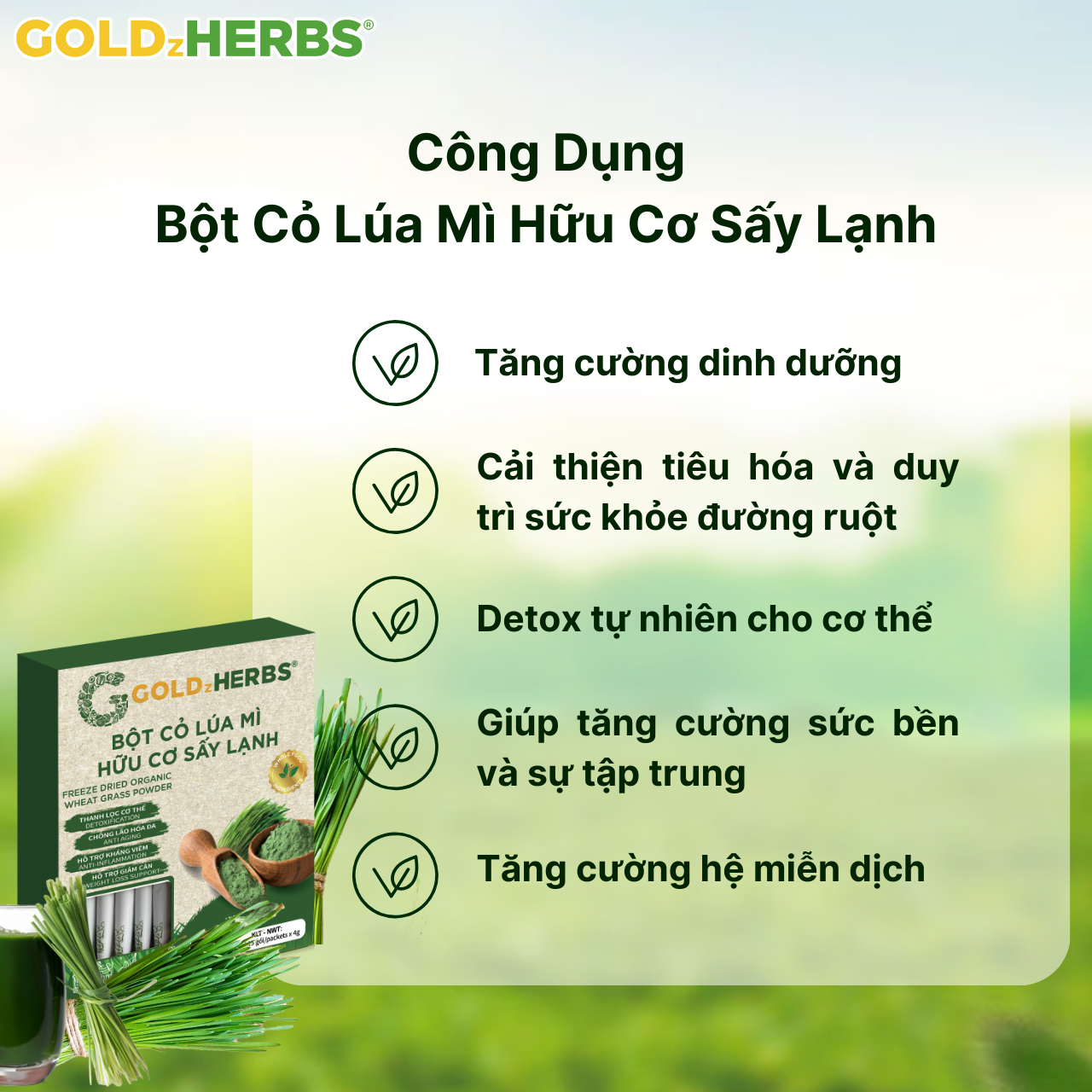 Bột cỏ lúa mì hữu cơ sấy lạnh GoldzHerbs, 100% nguyên chất - Hộp 15 gói x 4g