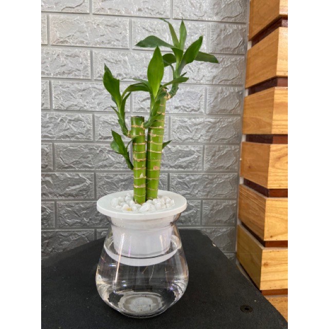 Cây Phát Tài,Freeship Cây Phát Lộc Thủy Sinh [Siêu Giảm Giá]