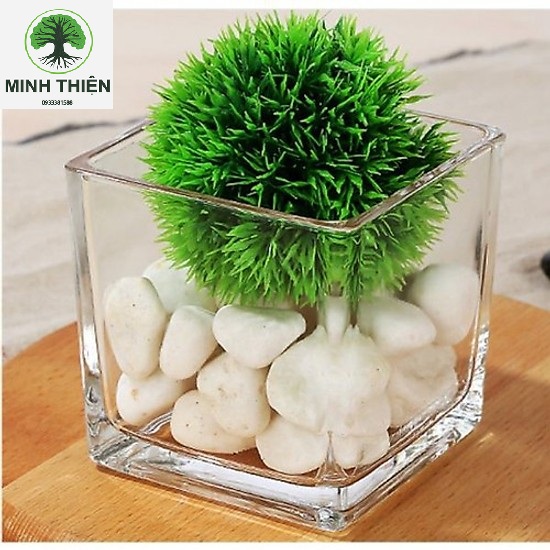 [HCM]BÌNH THUỶ TINH TRỤ VUÔNG 10CM x 15CM