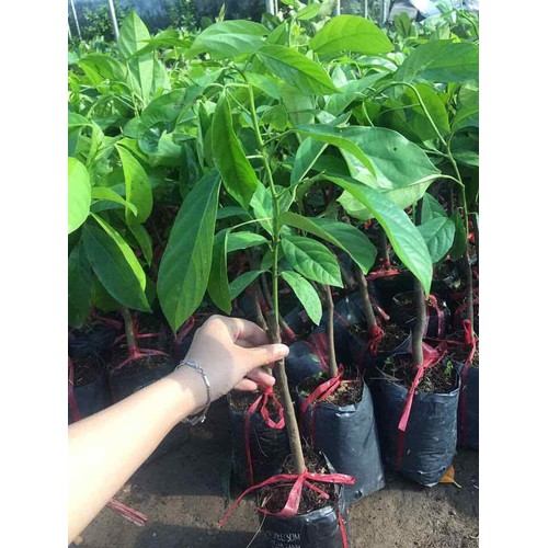 (Cây ăn quả) dâu da đất + tặng ( 0,5kg) phân thỏ hữu cơ