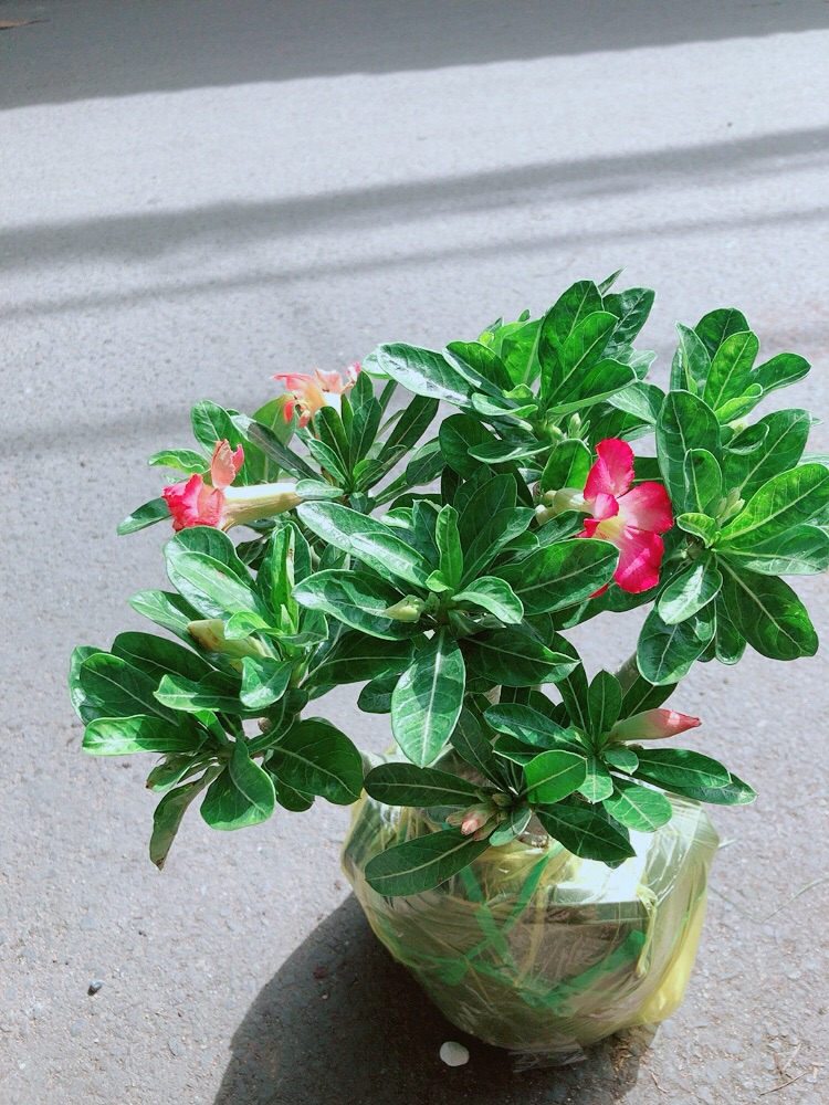Cây Sứ Thái Gốc Đẹp