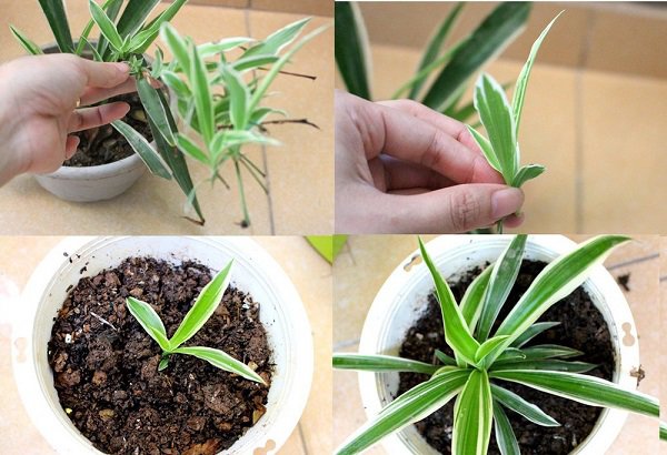 Cây Giống Cỏ Lan Chi (combo5 cây )