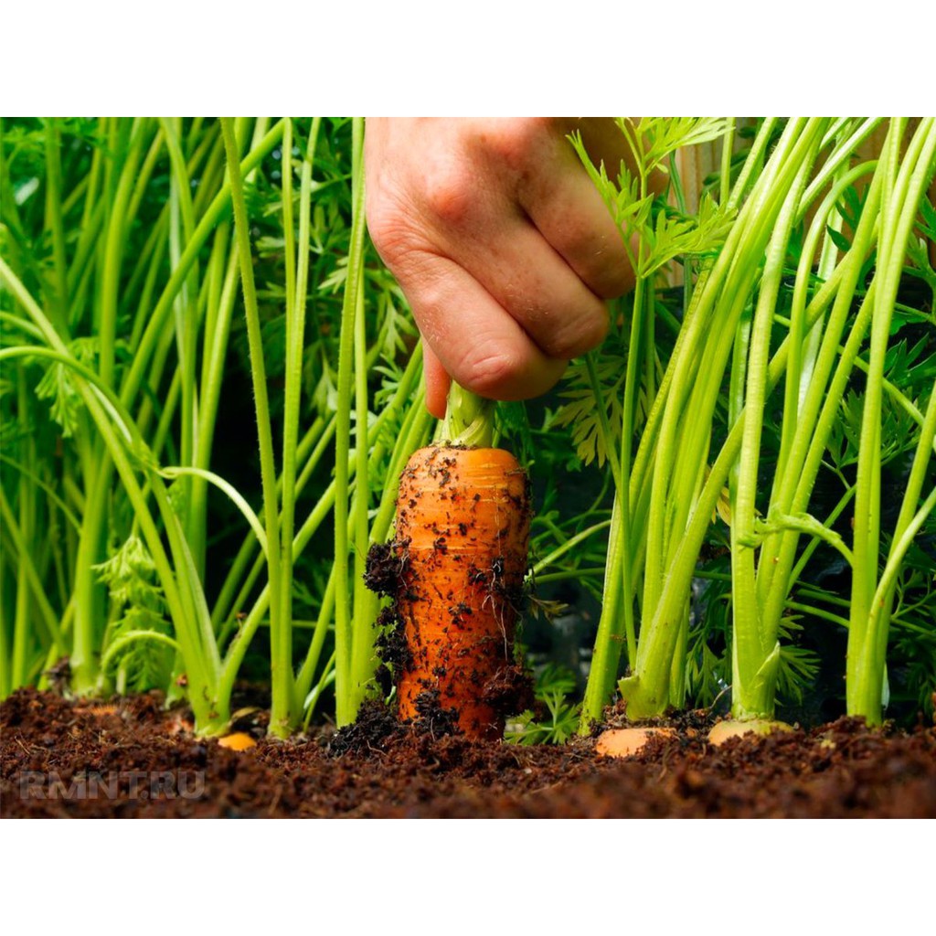 [Seeds] Hạt giống củ Cà rốt, đóng gói 5gr