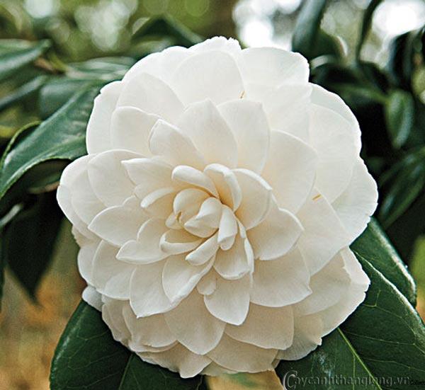 cây TRÀ MY TRẮNG CỔ(hoa TRẮNG CỔ), cây LỚN to khỏe đẹp, đang nụ sắp hoa, gửi đi nguyên bầu