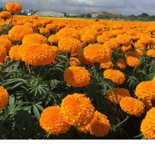 Hạt giống hoa vạn thọ lùn F1 bông to màu vàng màu cam ( 20 hạt ) giá rẻ