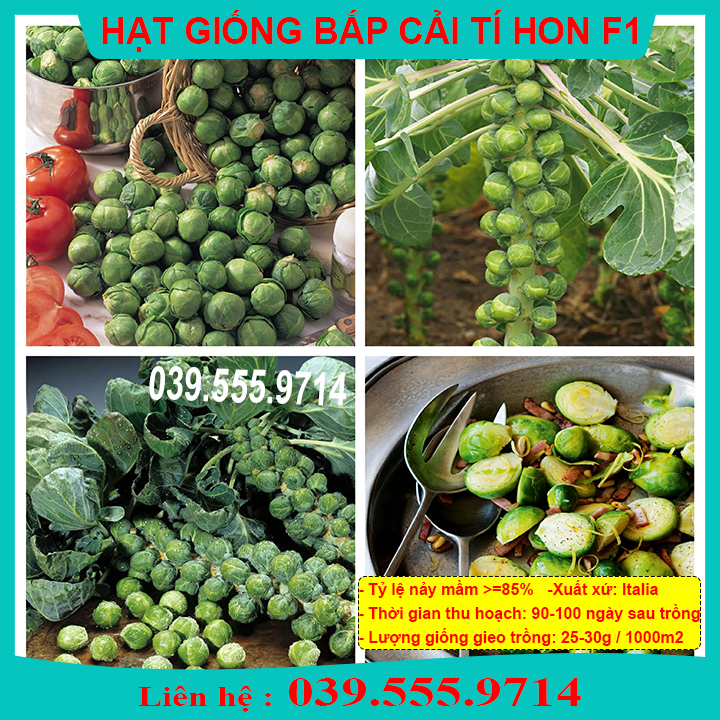 Hạt Giống Cải Bắp Mini Xanh (Bắp Cải Tí Hon)