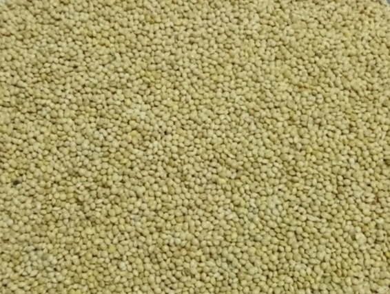 [HCM]500GRAM HẠT KÊ VÀNG CHO CHIMVẸT YẾN PHỤNG