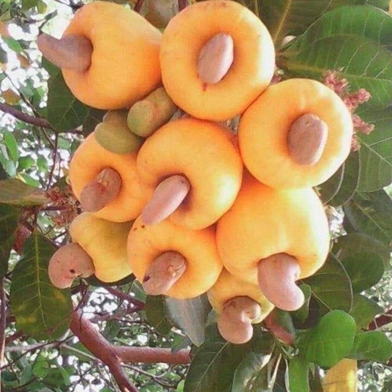 Hạt Điều Rang Muối Vỏ Lụa Nguyên Hạt 500g LOẠI A