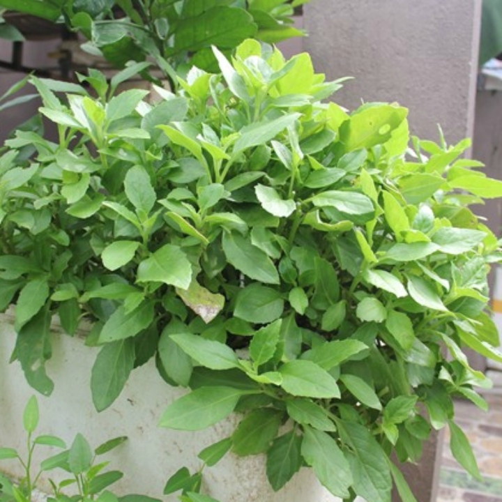 Hạt giống rau đay xanh (trắng) gói 10gr