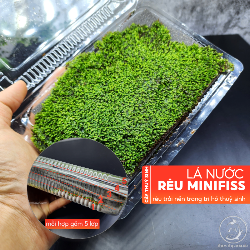 Rêu Mini fiss Lá Nước || Rêu Minifiss Lá Nước Trải Nền Bể Cá Thuỷ Sinh Cực Đẹp
