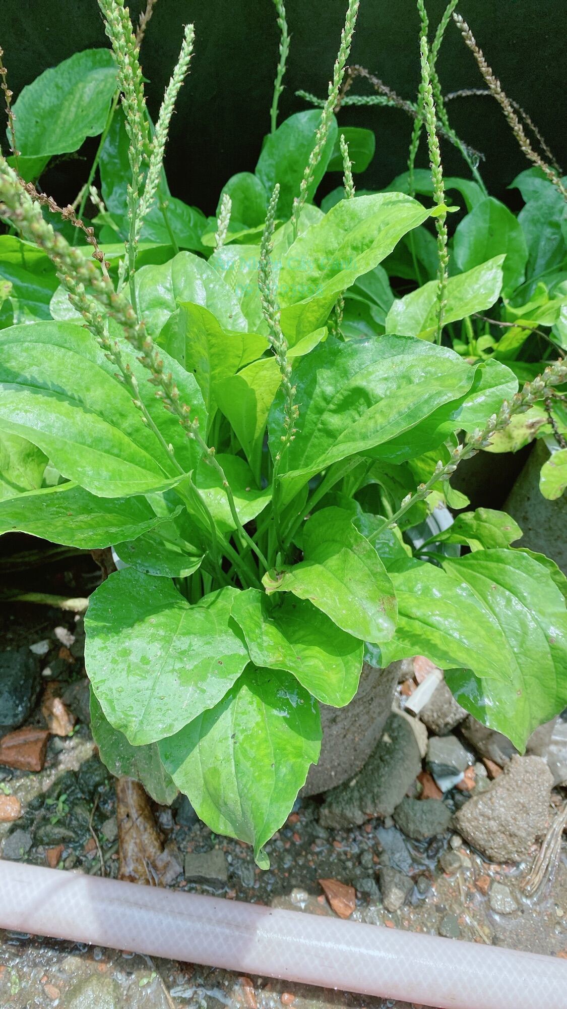 Cây Rau Mã Đề