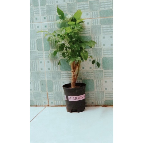 Cây Hạnh Phúc