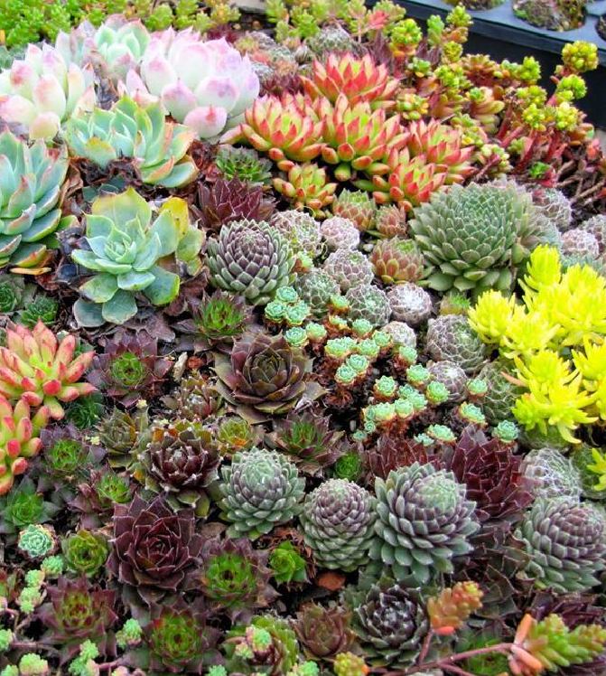 Hạt giống sen đá mix màu  - Gói 200 hạt