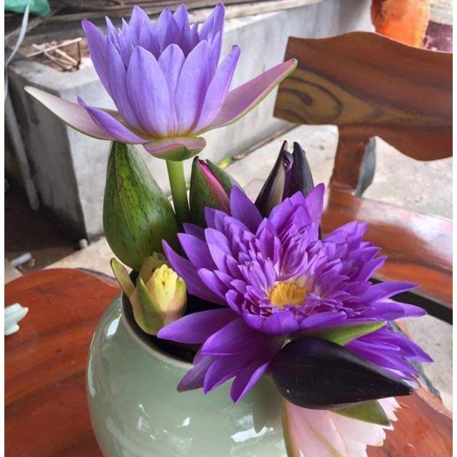 10 củ hoa súng thái các màu