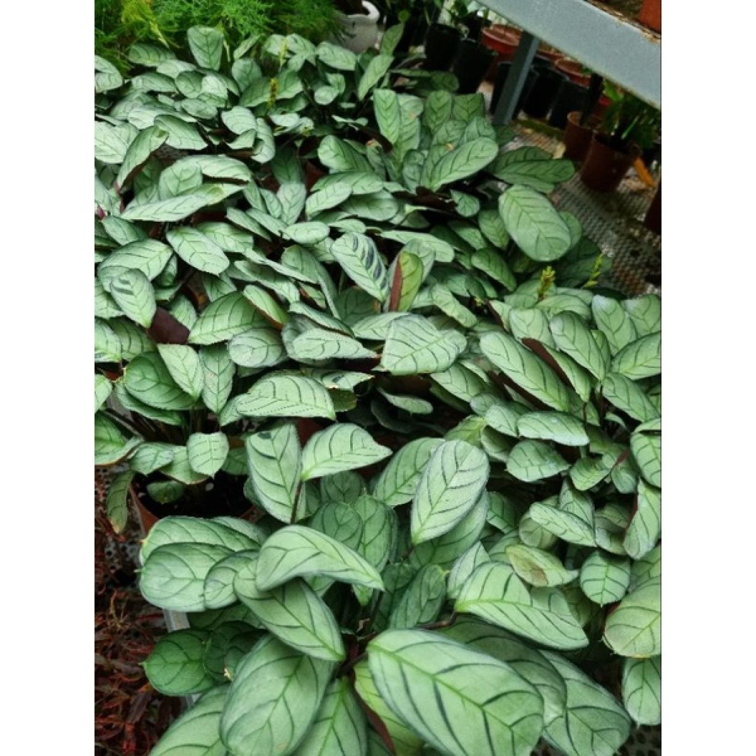 chậu cây đuôi công  Calathea musaica