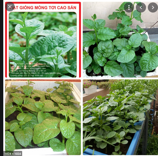 Hạt giống rau Mồng Tơi Cao Sản