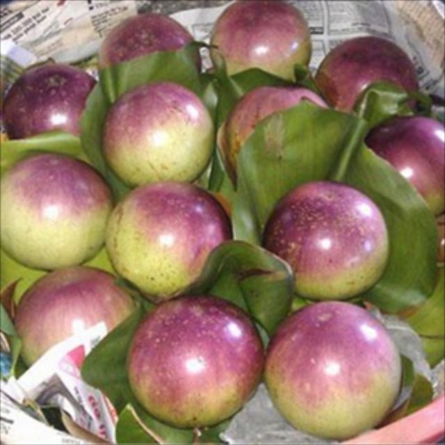Cây giống vú sữa