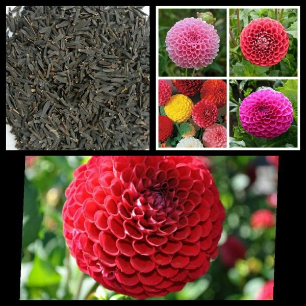Hạt giống hoa Thược Dược kép, Thược dược tổ ong