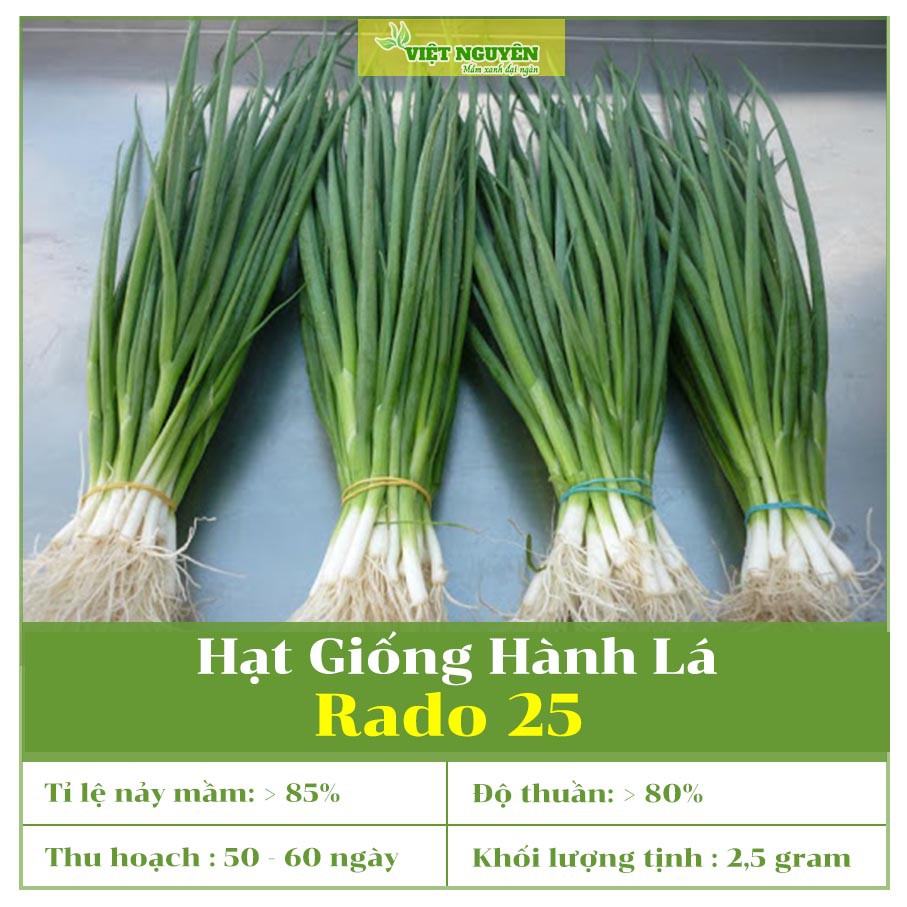 Hạt Giống Hành Lá - HẠT GIỐNG RAU THƠM